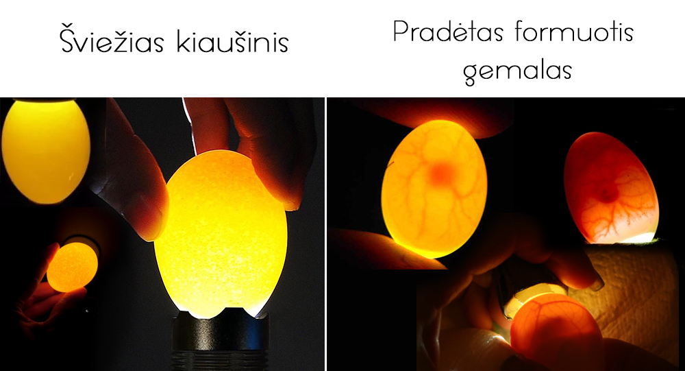 7.99 € OVOSKOPAS kiaušinių kokybei tikrinti