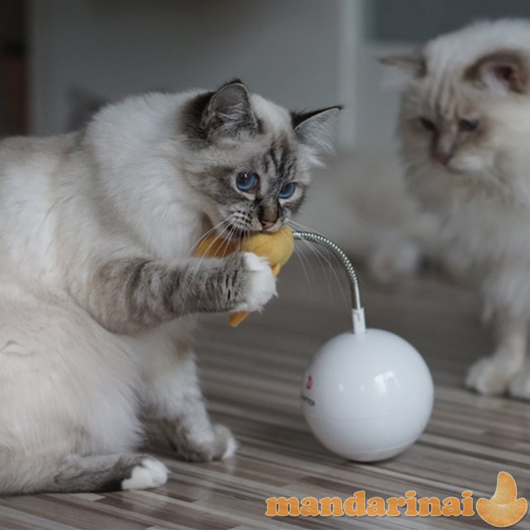 FroliCat CHATER žaislas katėms su paukšteliu