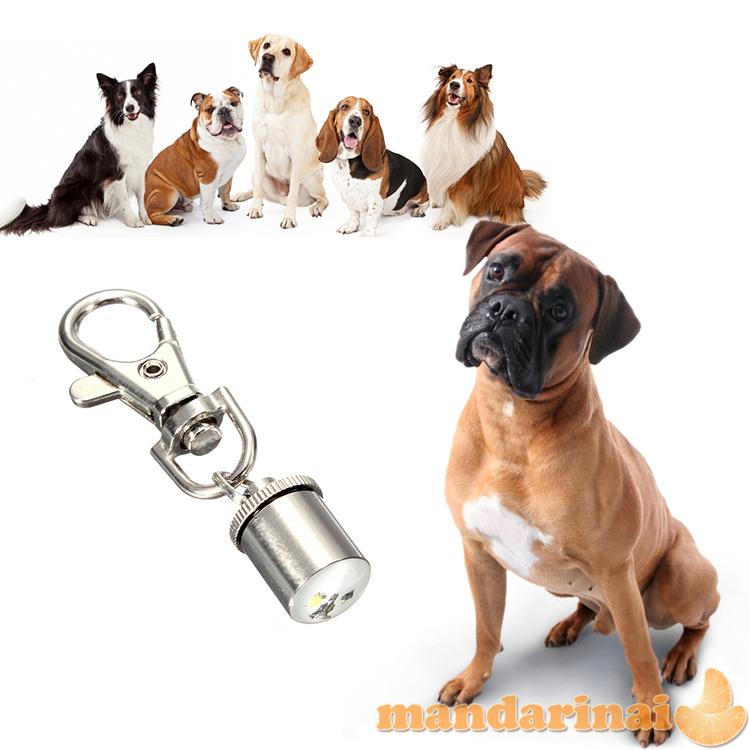 ŠVIEČIANTIS ŠUNS PAKABUKAS