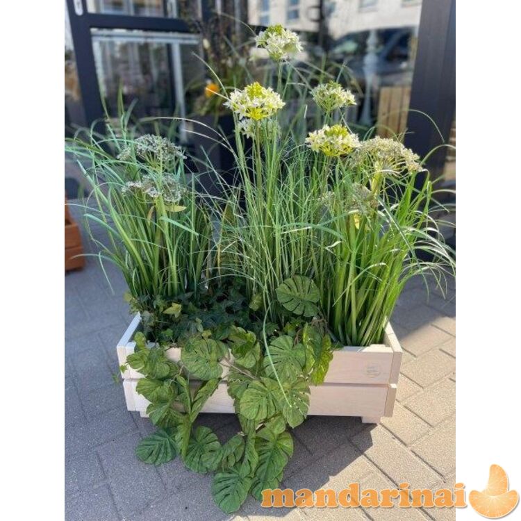 Medinis baltas vazonas