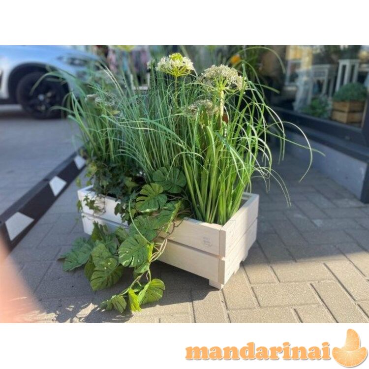 Medinis baltas vazonas