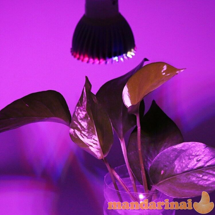 E14 cokolio 12W pilno spektro lempa augalams auginti